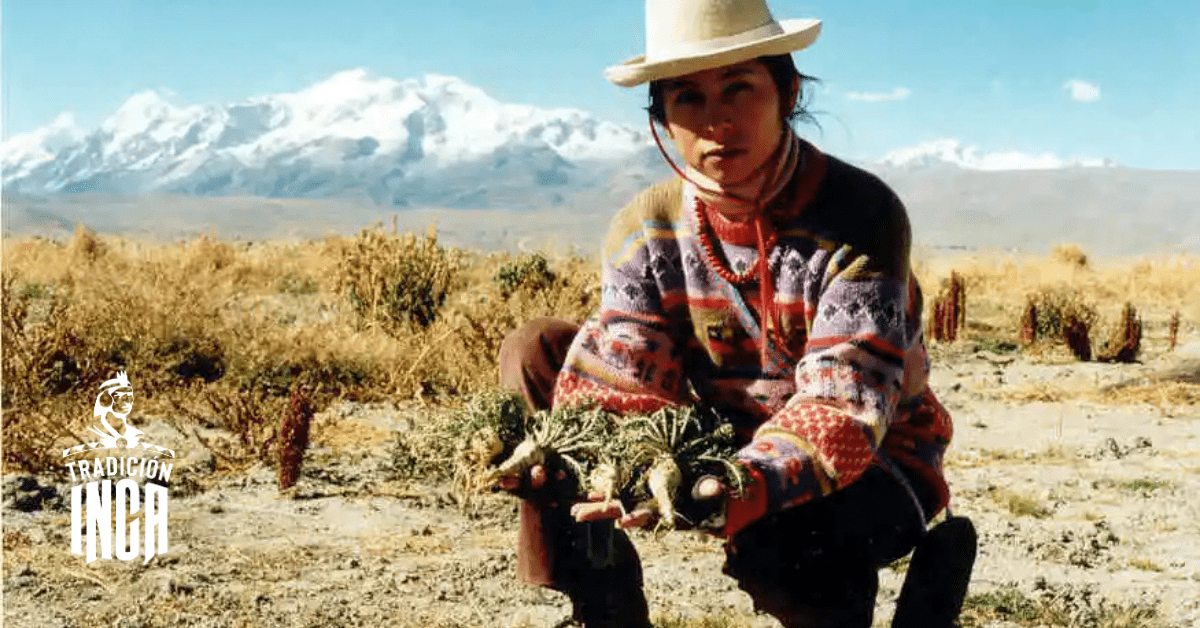 Cultivo de la maca